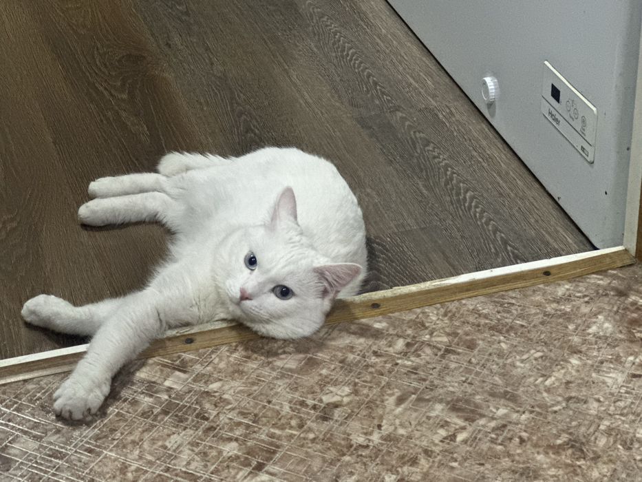 Кот по имени Каспер