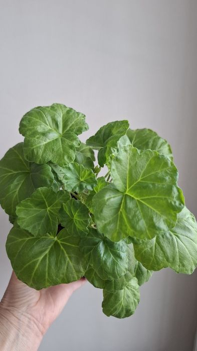 Молодая сортовая герань