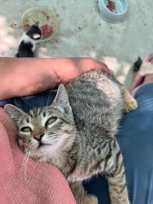 Бесплатно котята в добрые руки