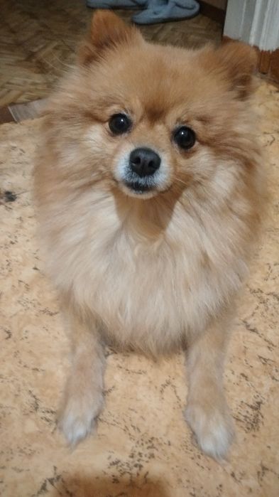 Щенки Немецкого шпица.