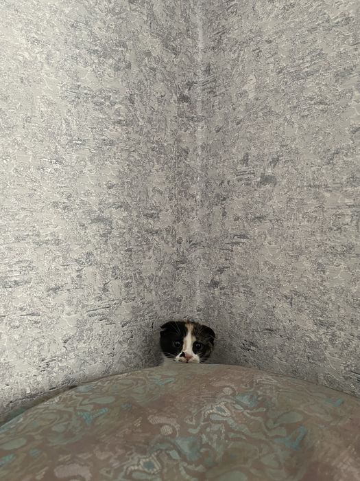 Котенок Scotish Fold