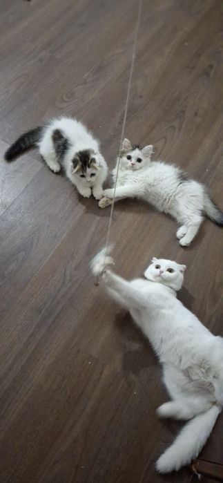 Шотландская скотиш страйт
