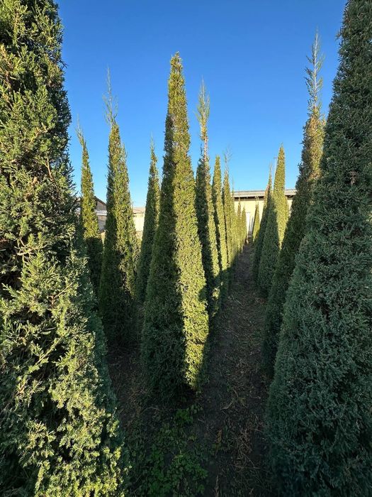 Арча маживелник 3.5м