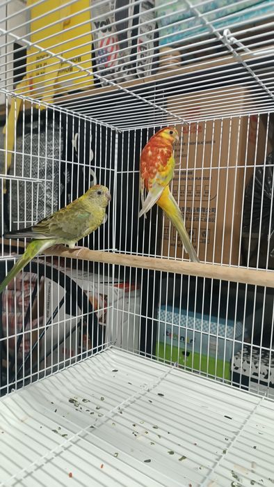 Певчие попугай Атласные