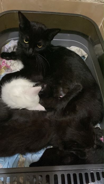 Кошечька с котятами