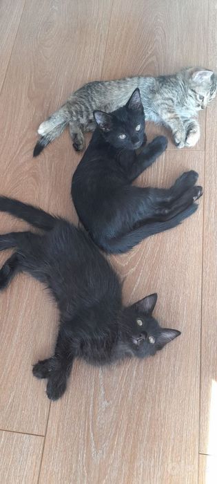 отдам котят даром домашние