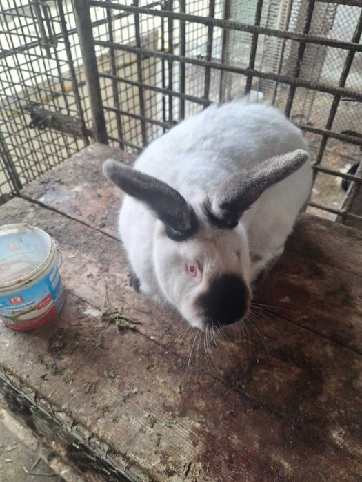 2 iepuroaice, californian si cap de leu