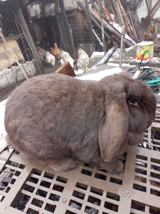 Vând iepuri berbec german