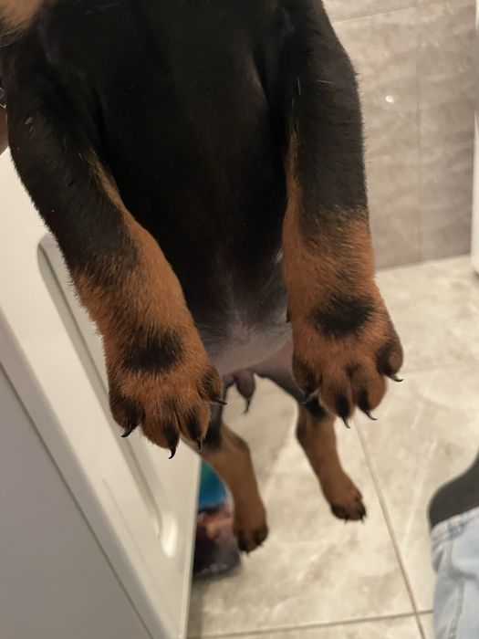 Ягдтерьер щенок