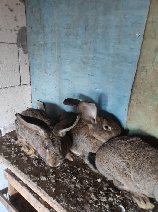 Uriaș german tineret și adulți