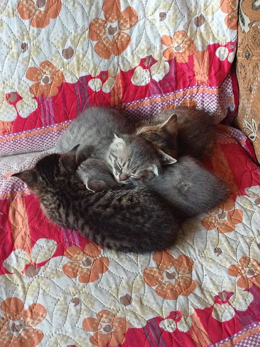 Продам котят, 5тыс