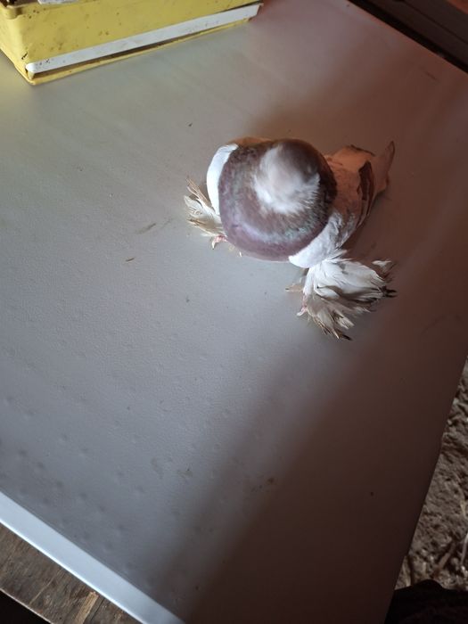 Продам голубя 1 шт