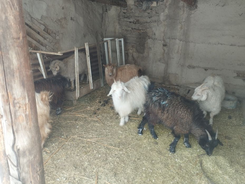 Продаются козы девочки