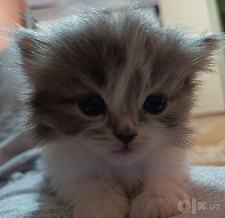 Продаются котята
