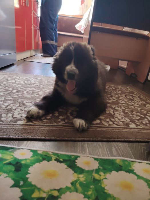 Щенок алабая и хаски