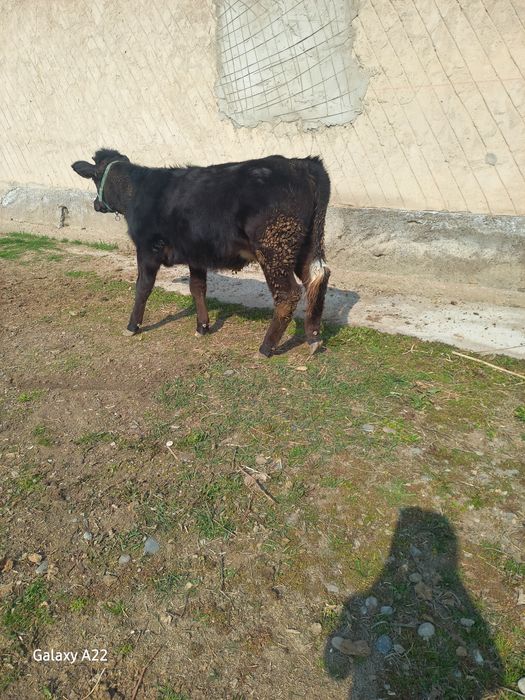 Продаётся тёлочка