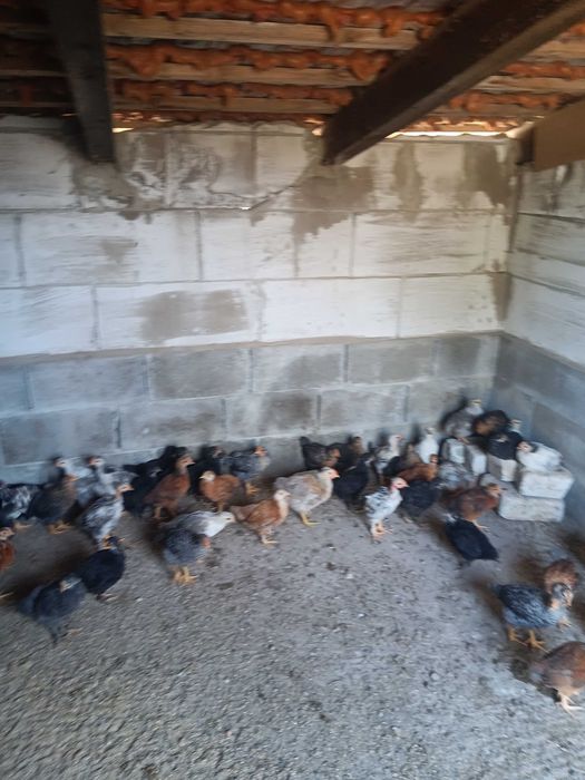 Pui de casă rasă mixtă