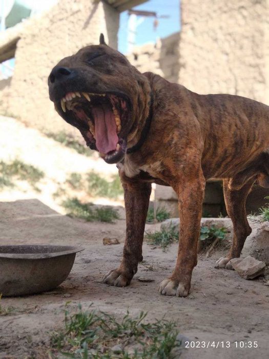 Питбуль продается