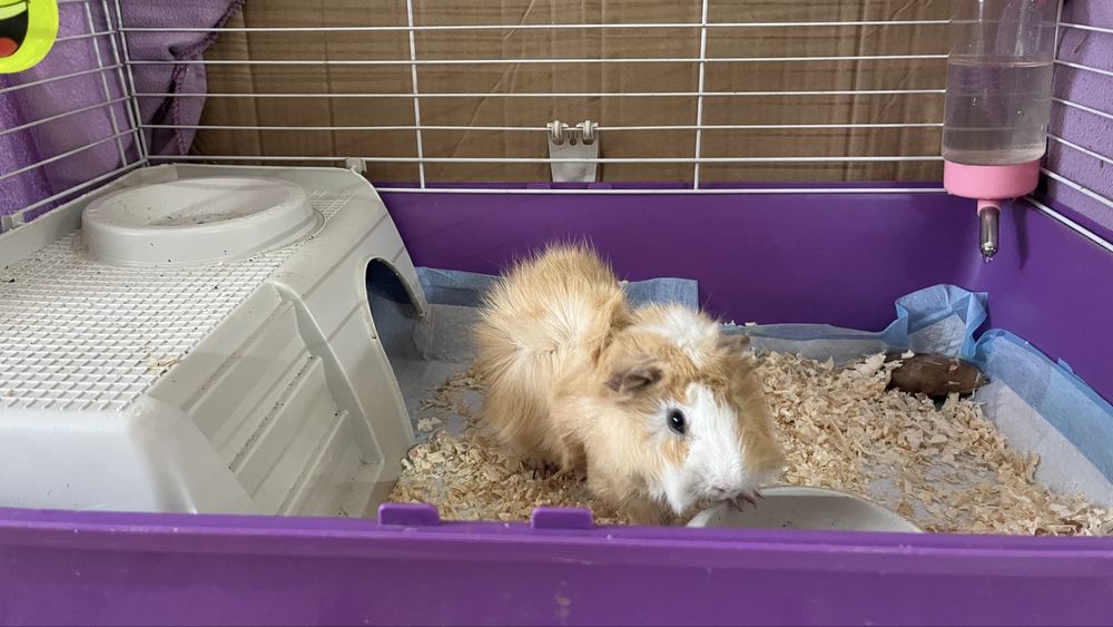 Морско свинче на 8 месеца мъжко