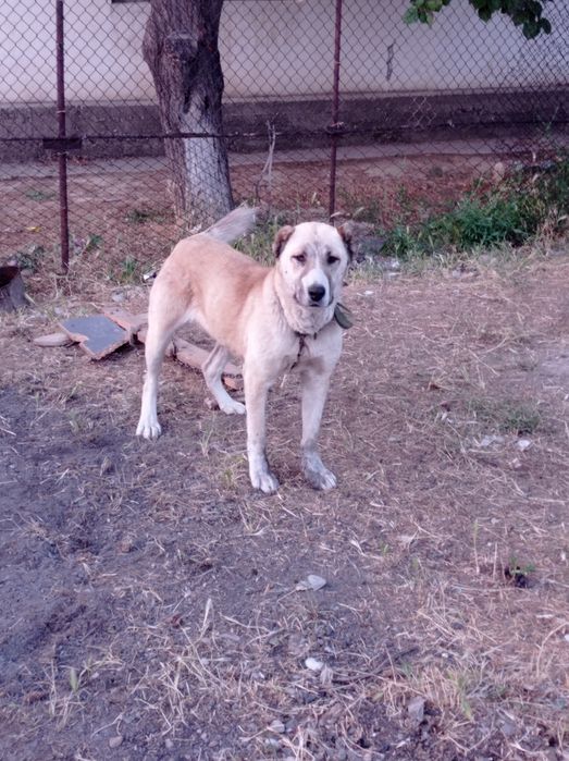 Собака казак ит сатылады