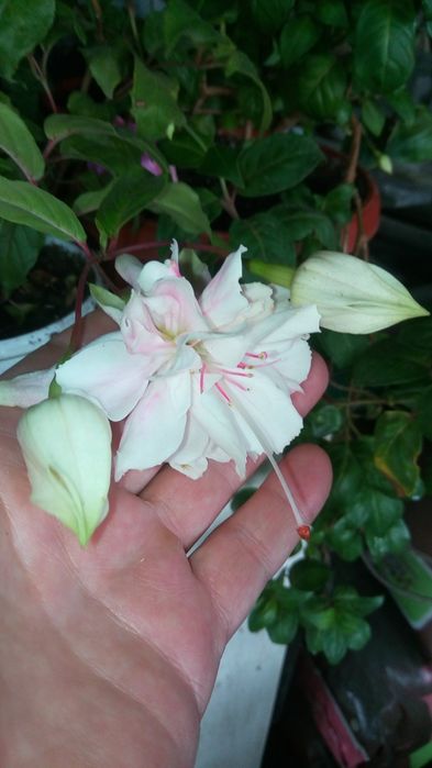 Фуксии сортовые махровые