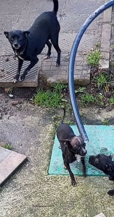 Мъжки     пинчер