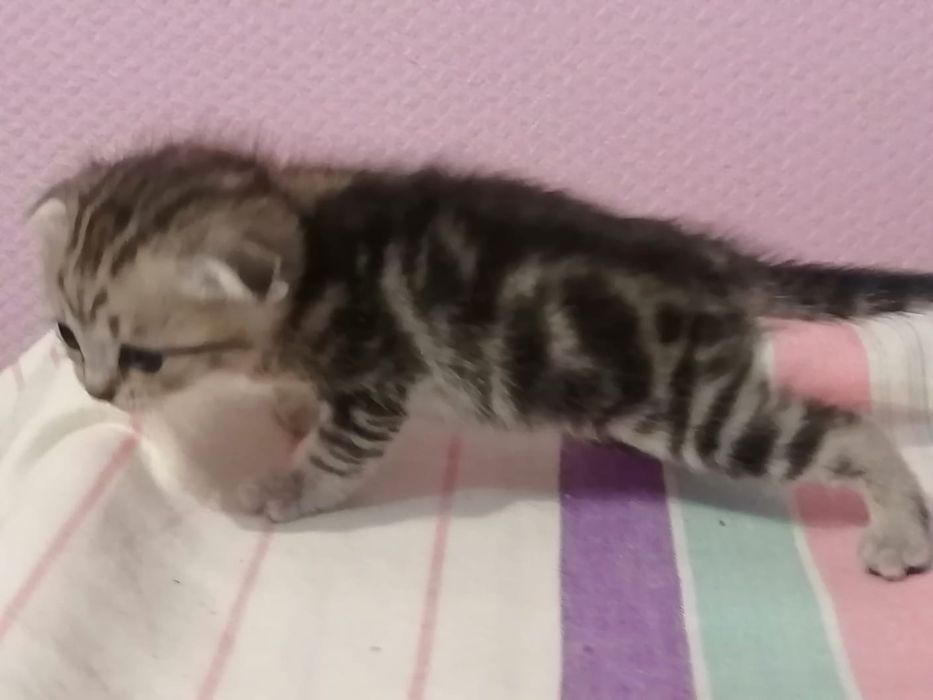 Продам шикарных шотландских котят