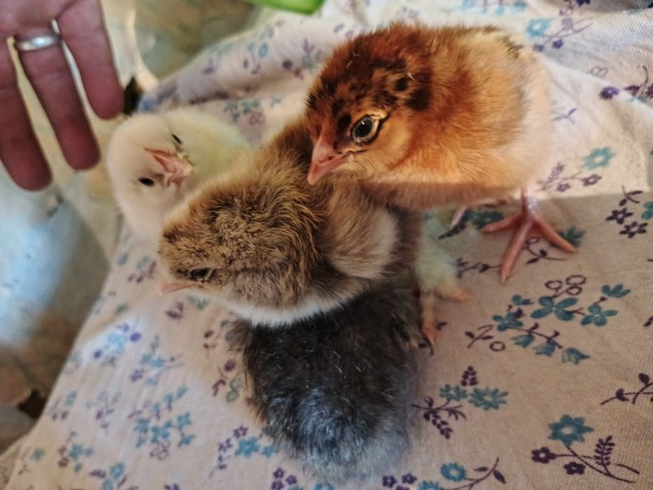 Продам суточных цыплят