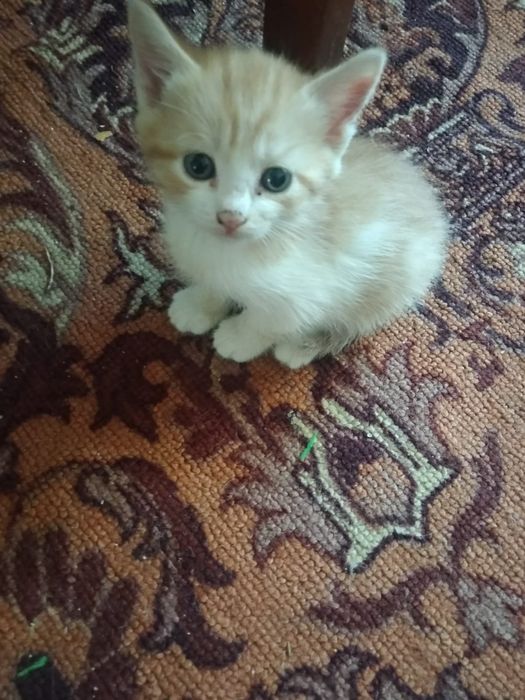 Милые ,умные котята в добрые руки.