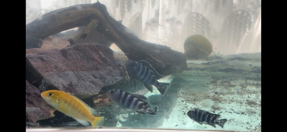 Demaon ishlab turgan par