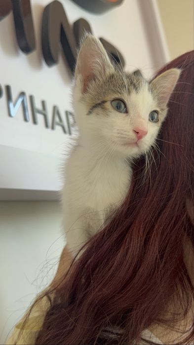 малыш ищет семью