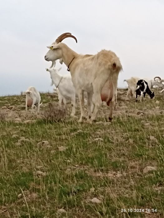 Продажа Зааненских коз.