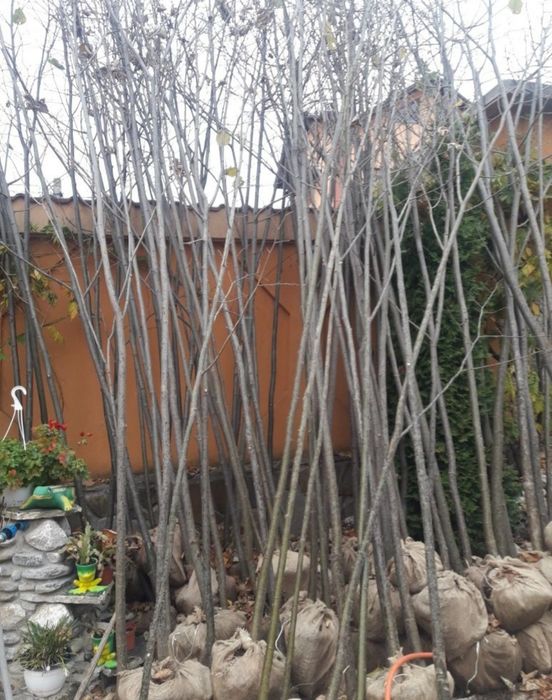 Plante foioase: Mesteacăn, Tei, Stejar, Platan – copaci ornamentali