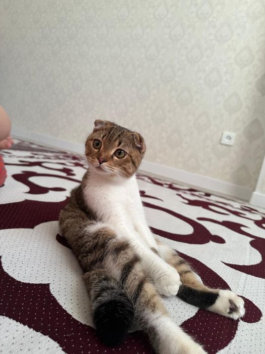 Шотландский вислоухая