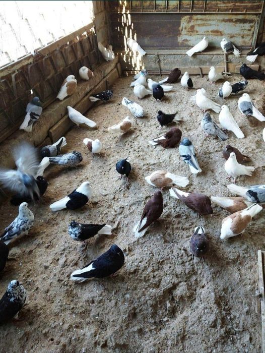 Продаются голуби бабочки. Находимся в Балхаше.