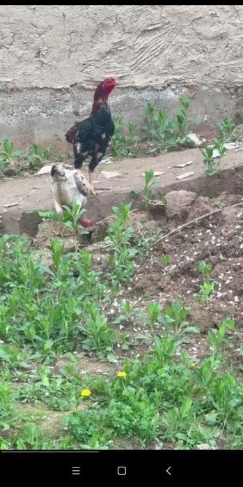 Dakang tuxmlariga. Zakaz olamiz