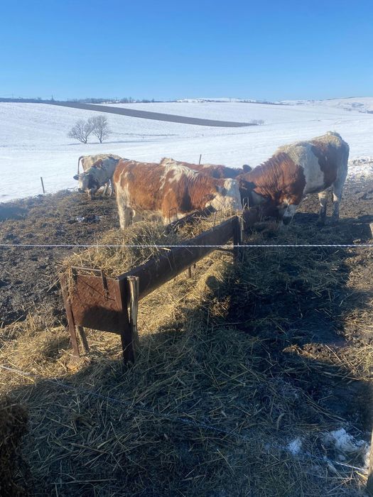 Vand vaci si juninci