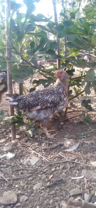 Cocoşi tineri pentru prăsilă sau tăiere (2Kg)