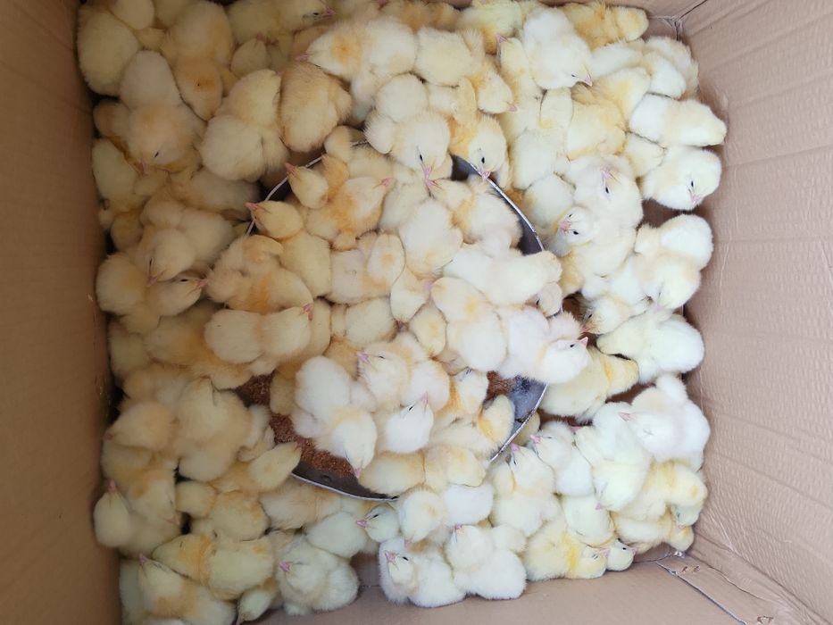Продам домашних бройлеров