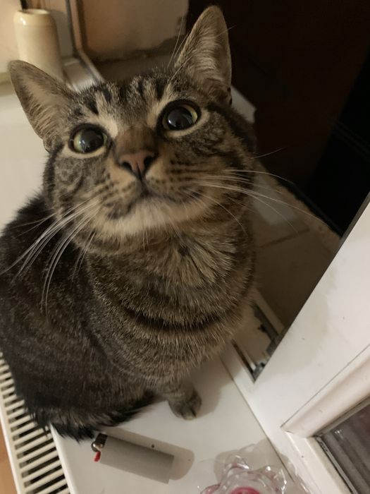 Două pisici adorabile pentru adopție – Brașov | Motan 1 an + pisicuță 5 luni