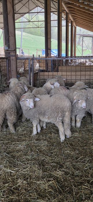 Vând  Berbecuți Băli !