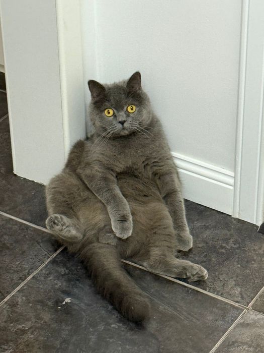 Продам Бенгальскую кошку