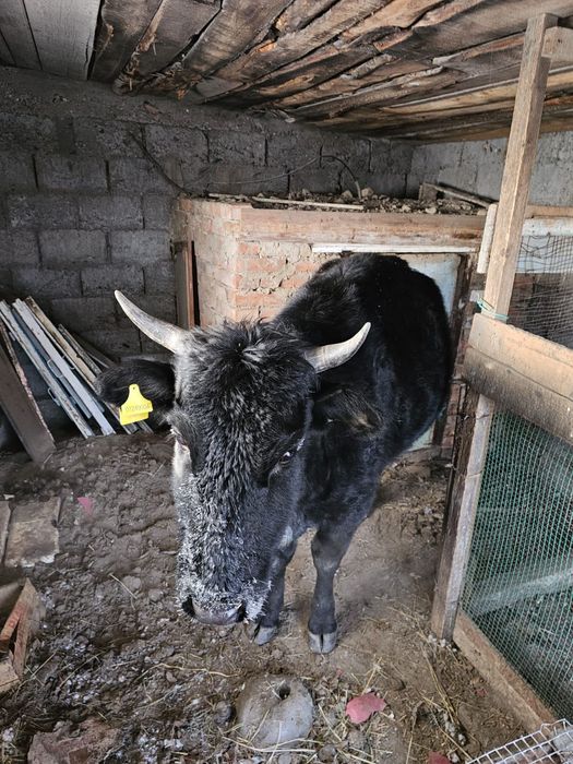 Кунажын сатылады согымга 600мын