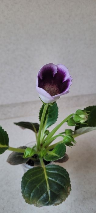 Продам глоксинью