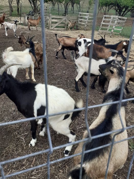 Capre iezi și țapi