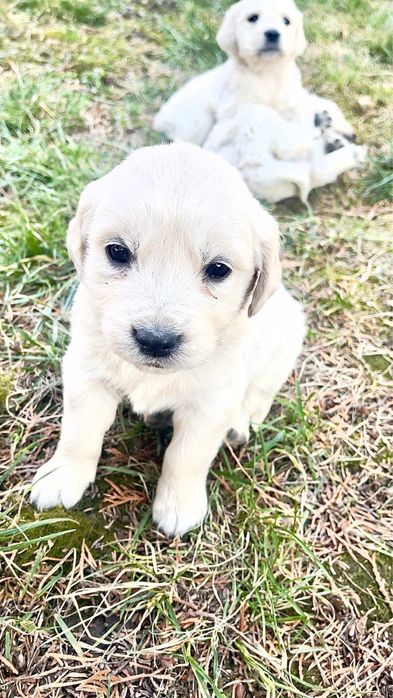 Pui Golden Retriever