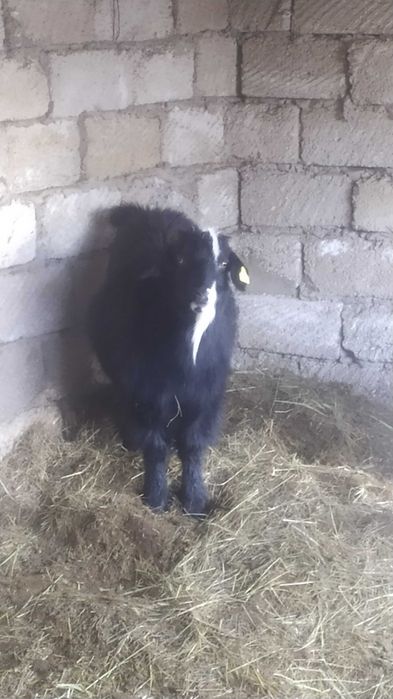 Продам молодых коз.