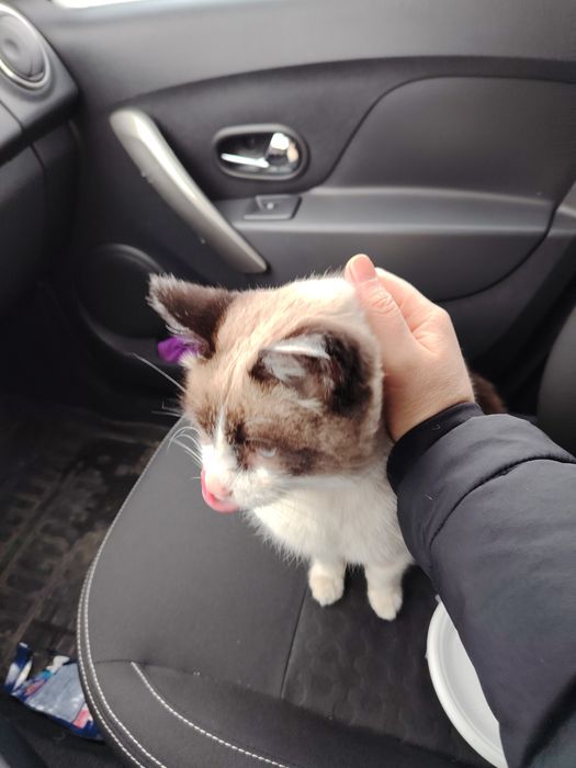 Нашли кота на улице.