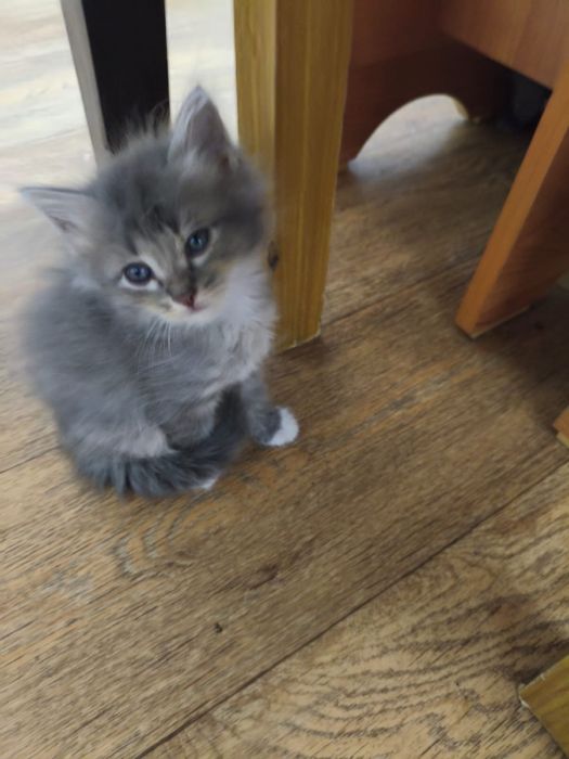 котята,бесплатно