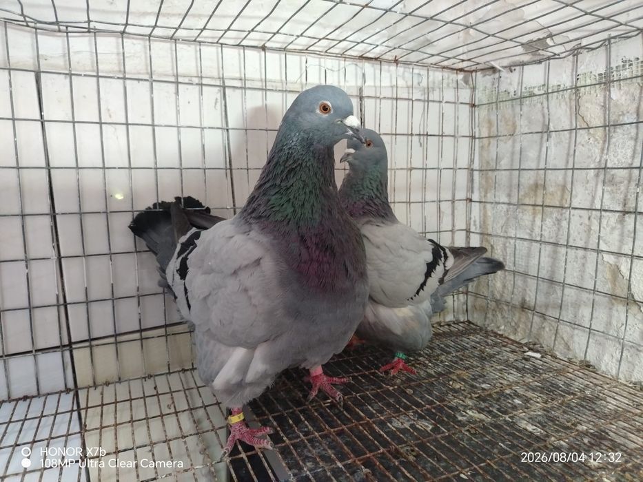 Porumbeii mondaini